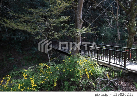 高尾山 景色 花 高尾山 景色 花 139826213