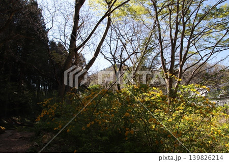 高尾山　景色　花 139826214