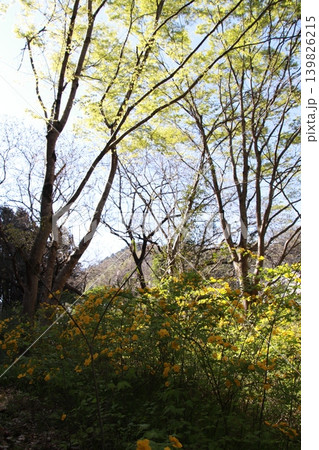 高尾山　景色　花 139826215
