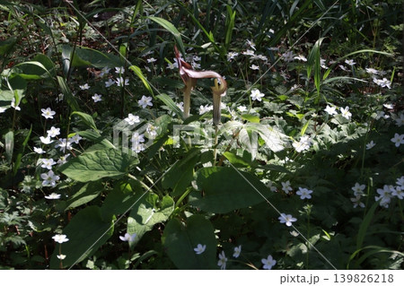 高尾山　景色　花　ミミガタテンナンショウ 139826218