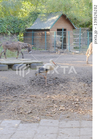 Stork stands on one leg near donkeys in an outside enclosure at zoo 139826282