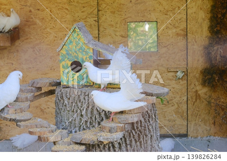 Several white doves are standing near a painted birdhouse and wooden platforms 139826284