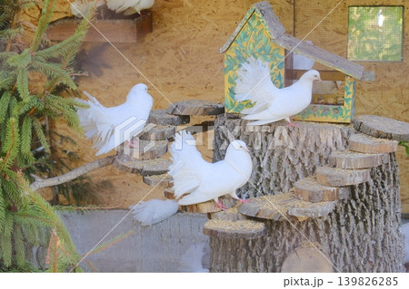 Several white pigeons perch near a colorful birdhouse, enjoying a sunny afternoon 139826285