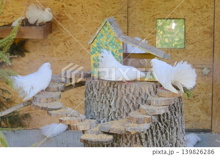 Fantail Doves are perched and exploring a wooden structure. The setting is outdoors Fantail Doves are perched and exploring a wooden structure. The setting is outdoors 139826286