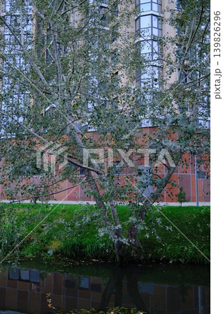 A silver poplar tree is near a river and modern building. Daytime 139826296