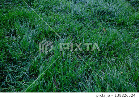 Tall green grass is blowing in the wind during early Spring, in a field Tall green grass is blowing in the wind during early Spring, in a field 139826324