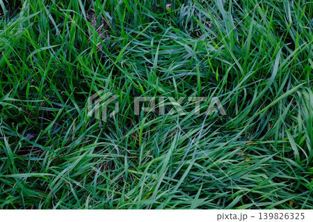 Close view of green grass, filling the entire scene. Outdoors in daylight Close view of green grass, filling the entire scene. Outdoors in daylight 139826325