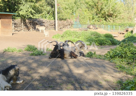 Several markhors with impressive horns rest on the ground at the Zoo 139826335