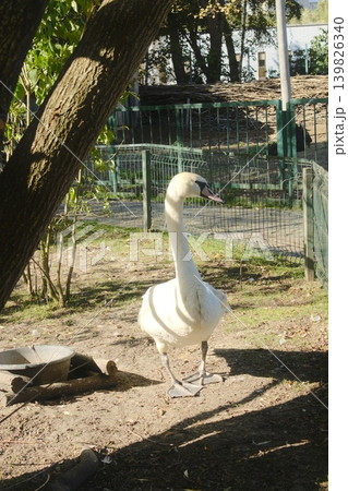A white swan walks in the shade near a tree and metal fencing A white swan walks in the shade near a tree and metal fencing 139826340