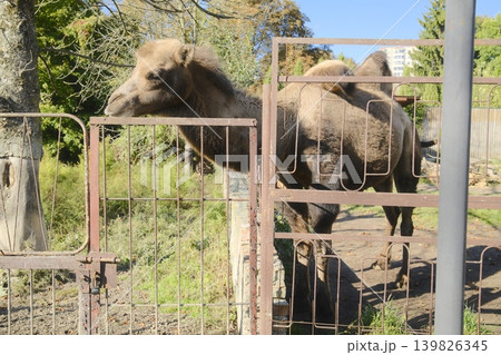 Bactrian camel leans its head over a fence. The animal is in captivity at the Zoo 139826345