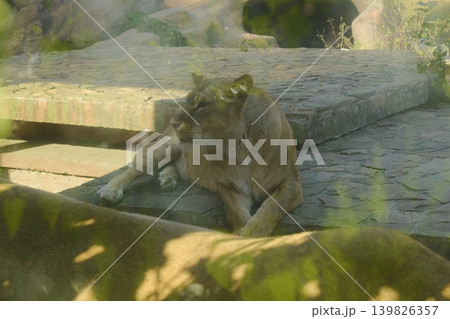 A lioness is lounging in her outdoor enclosure on a sunny day A lioness is lounging in her outdoor enclosure on a sunny day 139826357