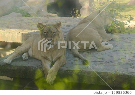 Two lionesses are resting on a platform, basking in the afternoon sun Two lionesses are resting on a platform, basking in the afternoon sun 139826360