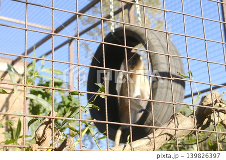 Monkey enjoys a tire swing inside its enclosure in a park during daylight 139826397