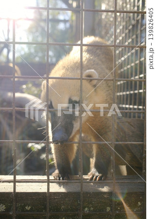 A coati in captivity is behind a metal fence, facing forward A coati in captivity is behind a metal fence, facing forward 139826405