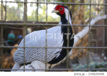 A male silver pheasant rests on a branch, viewed through enclosure fencing A male silver pheasant rests on a branch, viewed through enclosure fencing 139826406