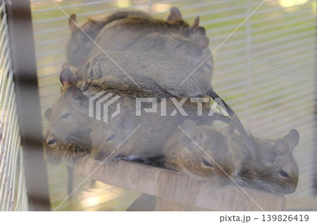 Degus huddle asleep on their wooden perch 139826419