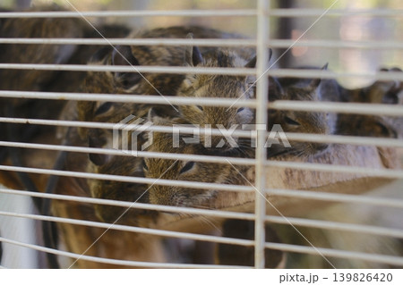 Several small degus are stacked together in a wire cage during the daytime 139826420