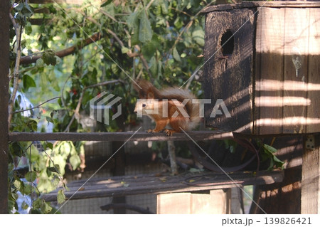 A cute Squirrel perches on a wooden plank, close to a birdhouse structure 139826421
