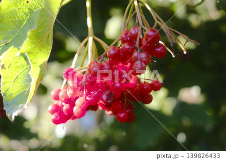 Bright red berries clustered together on a Viburnum shrub are seen in sunlight Bright red berries clustered together on a Viburnum shrub are seen in sunlight 139826433