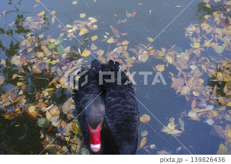 Black swan floats among leaves in the water. It is a tranquil autumn scene 139826436