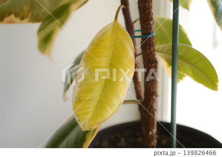 A potted Ficus Elastica houseplant has a single yellow and white leaf A potted Ficus Elastica houseplant has a single yellow and white leaf 139826466