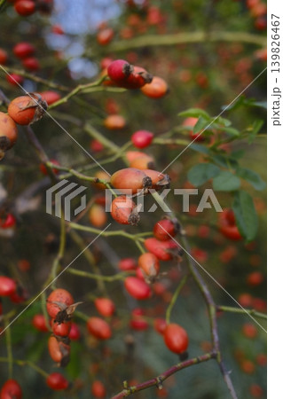 Rose hips, mostly red, dangle from the branches of the bush Rose hips, mostly red, dangle from the branches of the bush 139826467