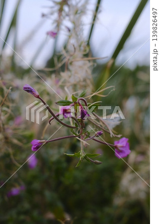 A close view of fireweed reveals blooming and seeding stages of the plant 139826497