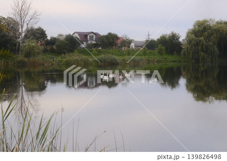 Swans swim on a calm lake near houses and trees 139826498