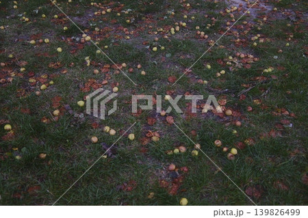 Apples are fallen and scattered across the grass with leaves Apples are fallen and scattered across the grass with leaves 139826499