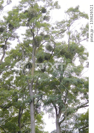 Several tall trees with mistletoe growing on branches and trunks Several tall trees with mistletoe growing on branches and trunks 139826521