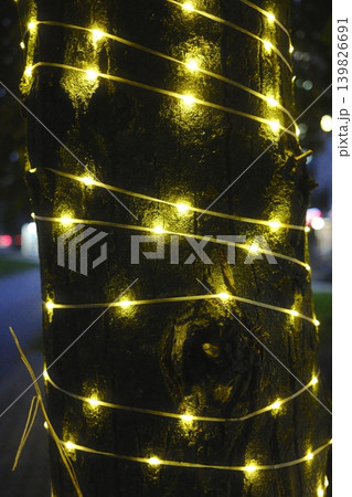 Close up shows string lights wrapped around a large tree trunk 139826691