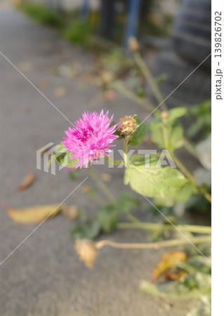 A vibrant pink flower with green leaves grows near a grey paved road A vibrant pink flower with green leaves grows near a grey paved road 139826702