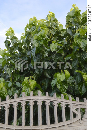 Green foliage behind gray fence 139826719