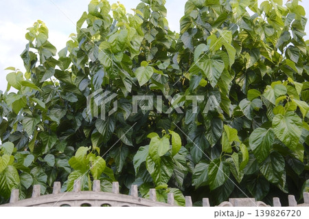 Dense green leaves cover the Mulberry tree. Dense green leaves cover the Mulberry tree. 139826720