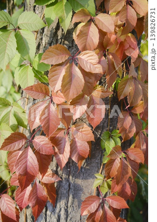 Green and red Virginia Creeper leaves climb a tree trunk Green and red Virginia Creeper leaves climb a tree trunk 139826731