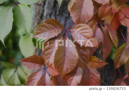 Close up shows creeper leaves turning brown, growing on bark Close up shows creeper leaves turning brown, growing on bark 139826733