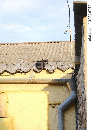 Black cat stares from grey roof Black cat stares from grey roof 139826746