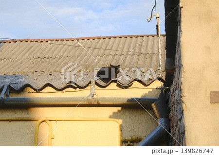 Black cat stares from rooftop by wall Black cat stares from rooftop by wall 139826747