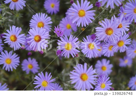Many purple Asters with yellow centers bloom in a field Many purple Asters with yellow centers bloom in a field 139826748