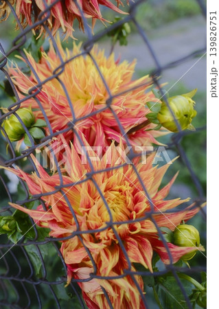 Beautiful dahlia flowers bloom through a fence 139826751