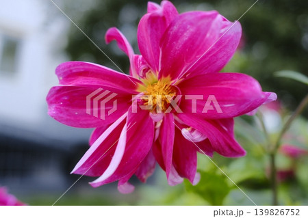 Pink dahlia blooms, white accents, yellow center 139826752