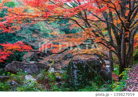 豪渓 晩秋の風景 紅葉と巨岩4 岡山県総社市 豪渓 晩秋の風景 紅葉と巨岩4 岡山県総社市 139827059