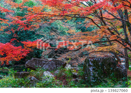 豪渓 晩秋の風景 紅葉と巨岩3 岡山県総社市 豪渓 晩秋の風景 紅葉と巨岩3 岡山県総社市 139827060