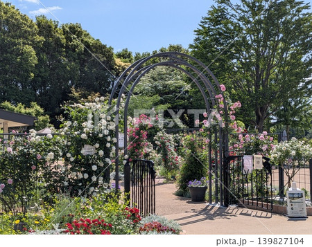 多摩中央公園 グリーンライブセンターのバラ 多摩中央公園 グリーンライブセンターのバラ 139827104