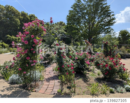 多摩中央公園 グリーンライブセンターのバラ 多摩中央公園 グリーンライブセンターのバラ 139827105