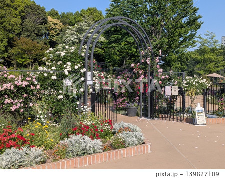 多摩中央公園 グリーンライブセンターのバラ 多摩中央公園 グリーンライブセンターのバラ 139827109