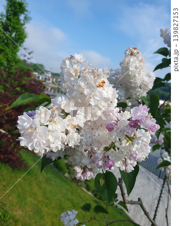 White Lilac Blossoms in Bloom with Soft Blue Sky Background White Lilac Blossoms in Bloom with Soft Blue Sky Background 139827153