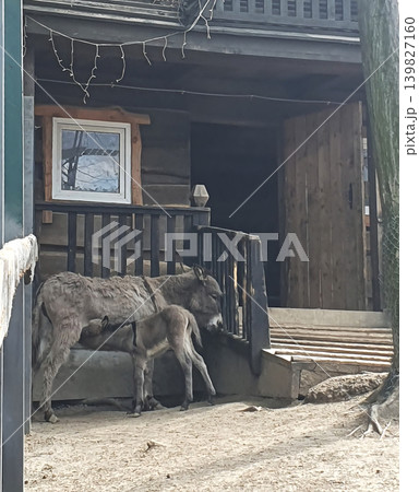 A fluffy baby donkey snuggles tenderly against its mother donkey near a cozy rustic wooden hut, an idyllic 139827160