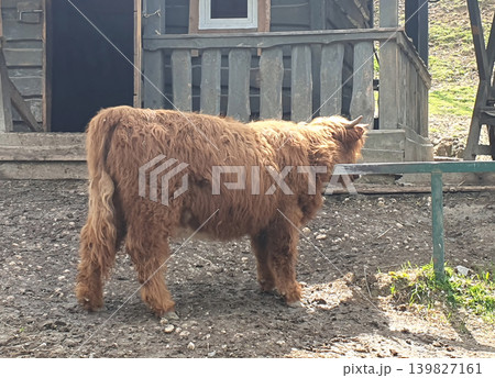 Shaggy Highland Cattle Standing in Rustic Farmyard 139827161