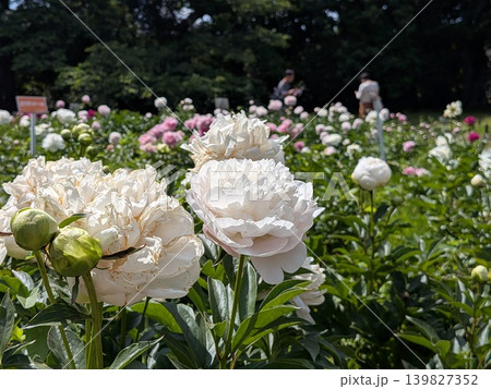 神代植物公園のぼたん・しゃくやく園 神代植物公園のぼたん・しゃくやく園 139827352